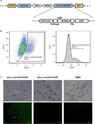 Doxycycline Inducible Chimeric Antigen Receptor T Cells Targeting CD147 for Hepatocellular Carcinoma Therapy